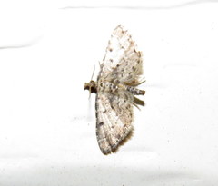 Sufetula