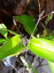 Proxys albopunctulatus