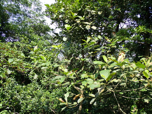 Litsea monopetala, photograph 5