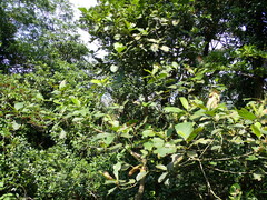 Litsea monopetala, photograph (c) CYL, some rights reserved (CC BY)