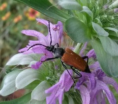 Trigonarthris atrata