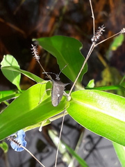 Proxys albopunctulatus