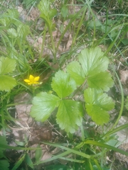 Waldsteinia fragarioides