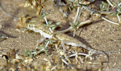 Stenodactylus petrii