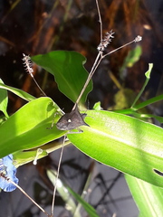 Proxys albopunctulatus