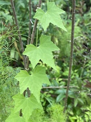 Melothria pendula image