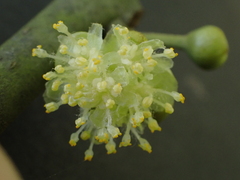 Litsea monopetala, photograph (c) CYL, some rights reserved (CC BY)