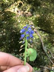 Muscari botryoides