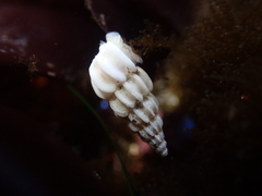 Epitonioidea