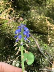 Muscari botryoides