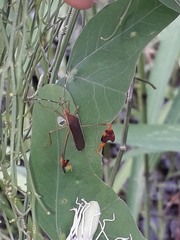 Anisoscelis marginellus