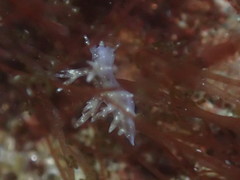 Dendronotidae
