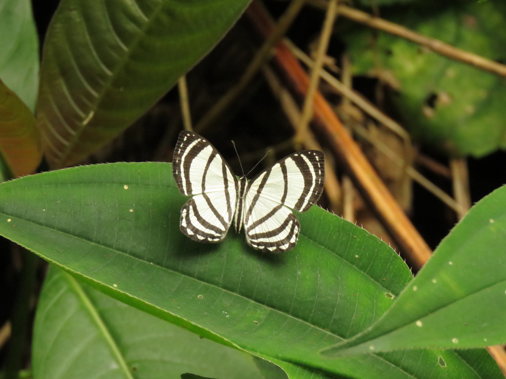 Leucochimona anophthalma