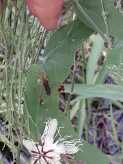 Anisoscelis marginellus