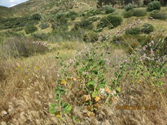 Malacothamnus densiflorus