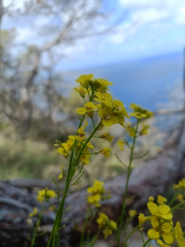 Diplotaxis ibicensis, photograph 2