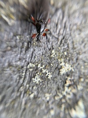 Bibio femoratus