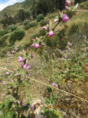 Malacothamnus densiflorus