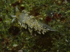 Diaphoreolis flavovulta