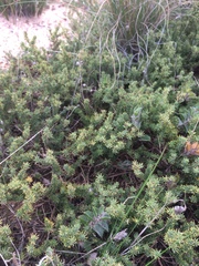 Aspalathus retroflexa