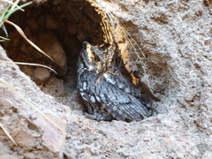 Megascops trichopsis