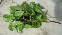 Pouteria grandiflora