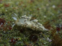 Diaphoreolis flavovulta