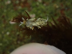 Diaphoreolis flavovulta