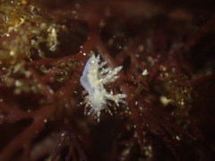 Dendronotidae