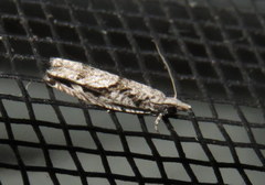 Holocola thalassinana