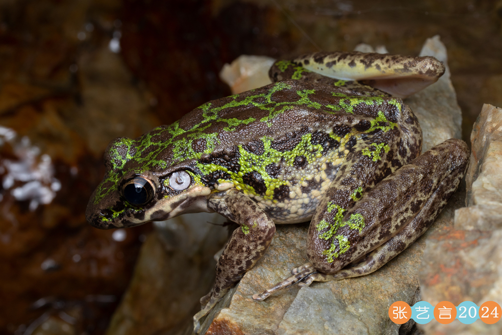 Tianmu Odorous Frog