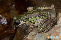 Tianmu Odorous Frog photo 1