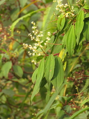 Miconia theizans