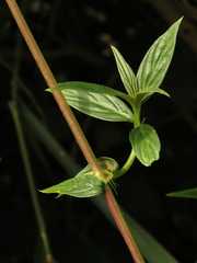 Emmeorhiza umbellata