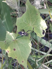 Apiomerus flavipennis