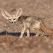 Fennec Fox - Photo (c) pfaucher, some rights reserved (CC BY-NC), uploaded by pfaucher