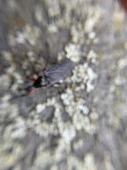 Bibio femoratus