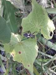 Apiomerus flavipennis