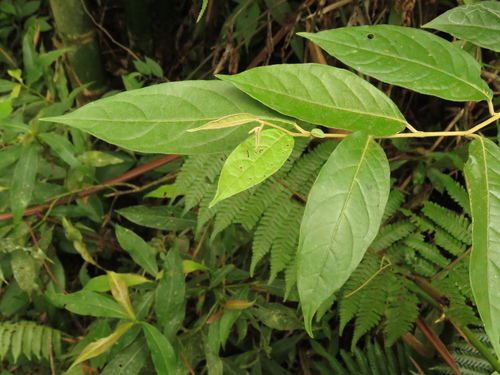 Solanum lepidotum · iNaturalist