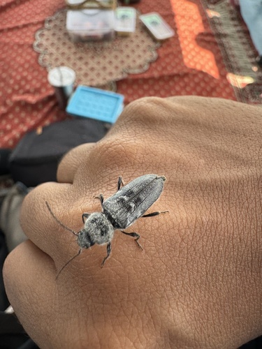 House Longhorn
