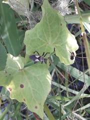 Apiomerus flavipennis