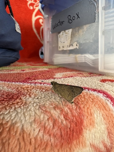 Pale Small-branded Swift