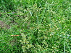 Cyperus virens