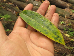 Sapium stylare