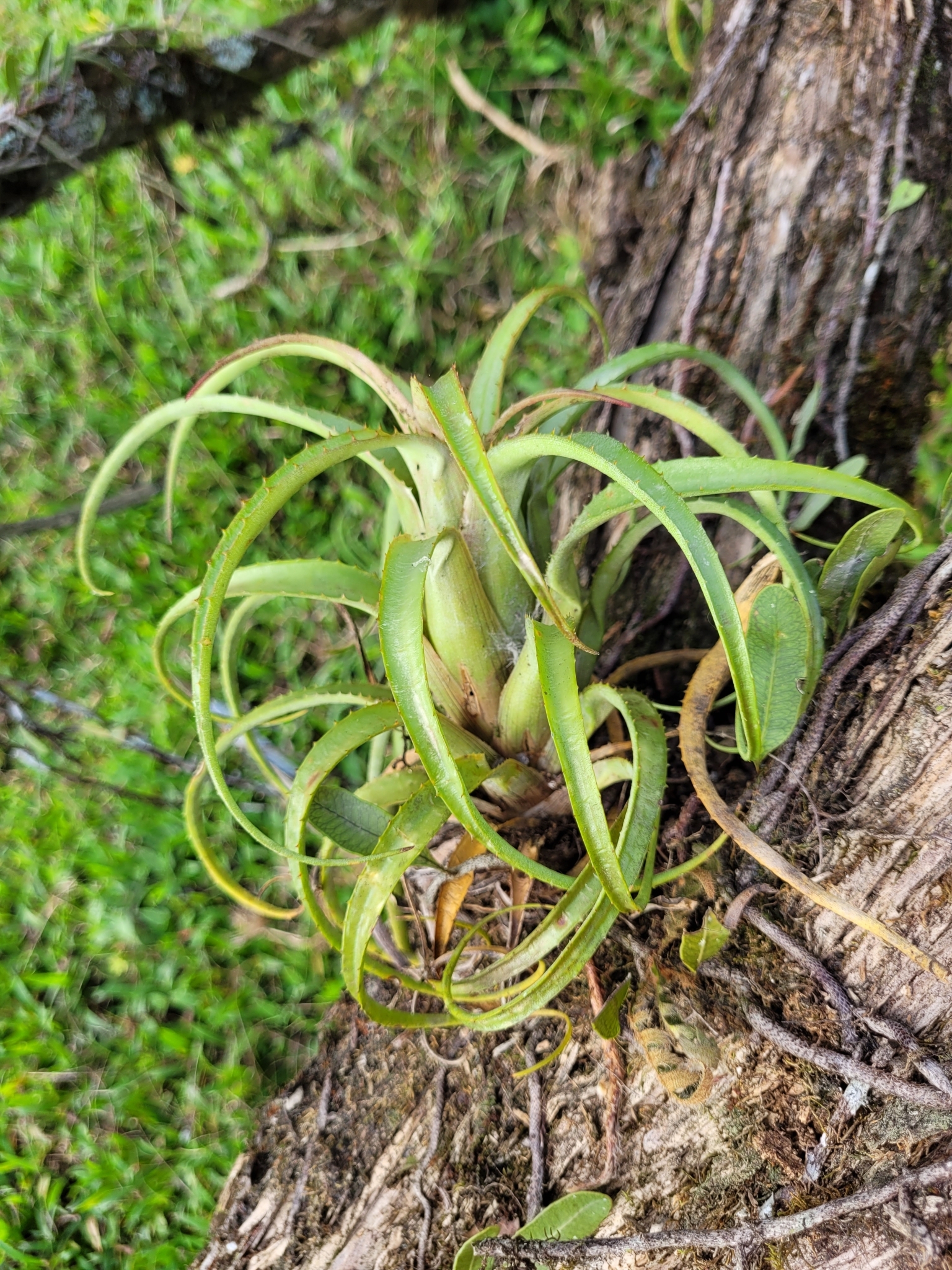 Aechmea recurvata