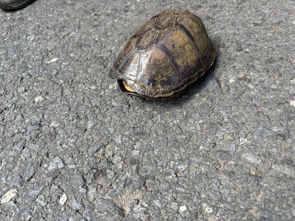 Scorpion Mud Turtle from Carretera Pacífica Fernández Oreamuno, Parrita ...