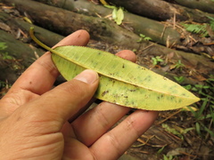 Sapium stylare
