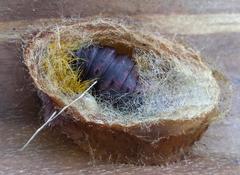 Leucanella viridescens