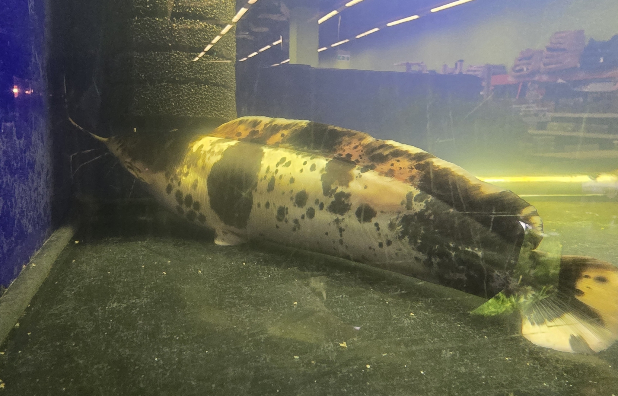 ปลาดุก, ปลาดุกด้าน, ปลาดุกน้ำจืด, aasia angersäga, albino walking fish, alimudan, ålmal, andeng, asiatisk vandrarmal, cá trèn trang, cá trê tráng, clarias catfish, climbing perch, freshwater catfish, froschwels, ikan lele, magur, walking catfish
