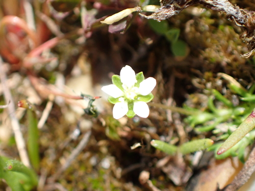 Image of Sagina subulata by no rights reserved